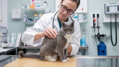 Imagen de Clínicas Veterinarias en mexico