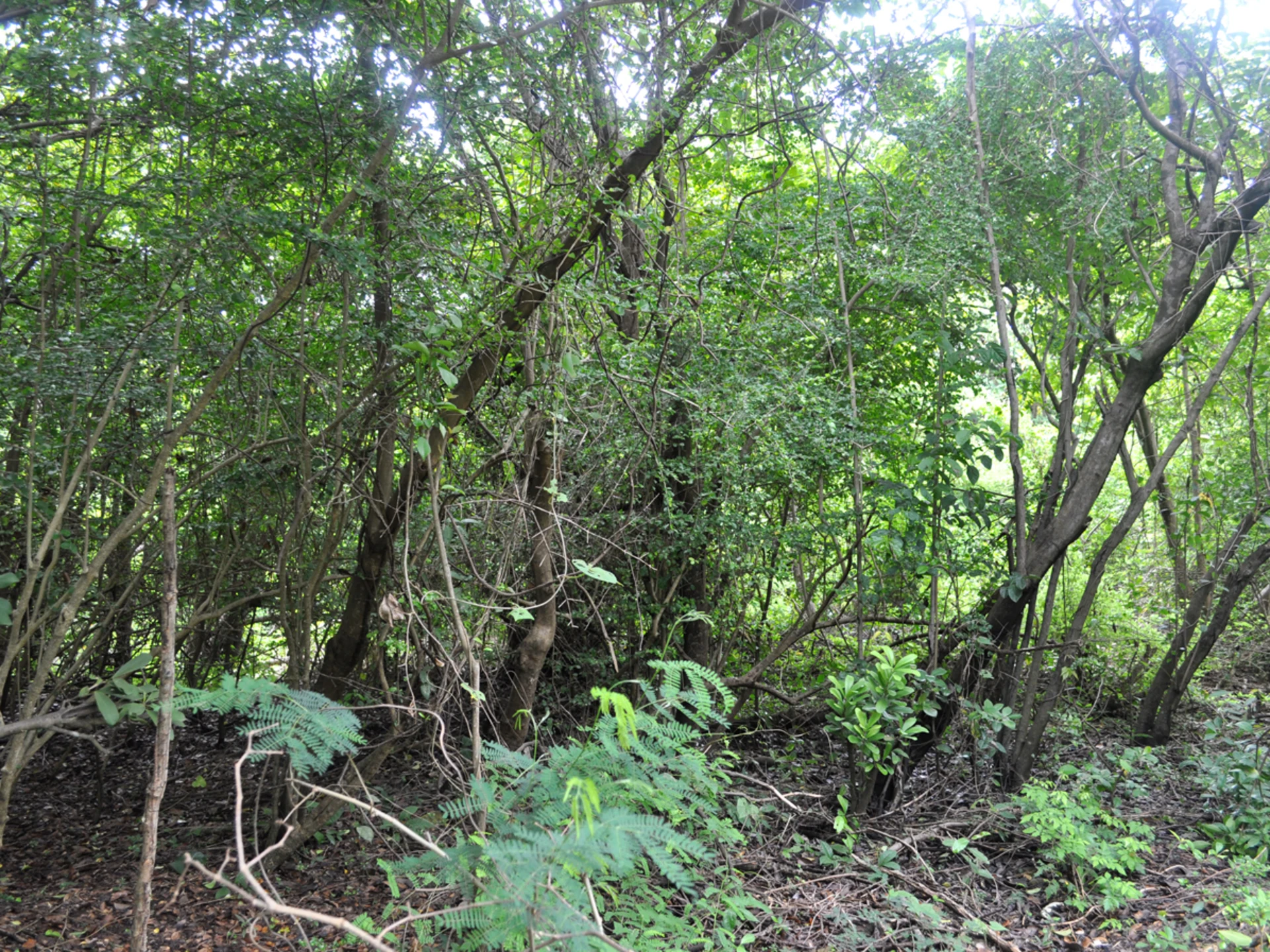 Chambord Estate No 43 • Land • Grenada Real Estate & Property For Sale and For Rent Terra