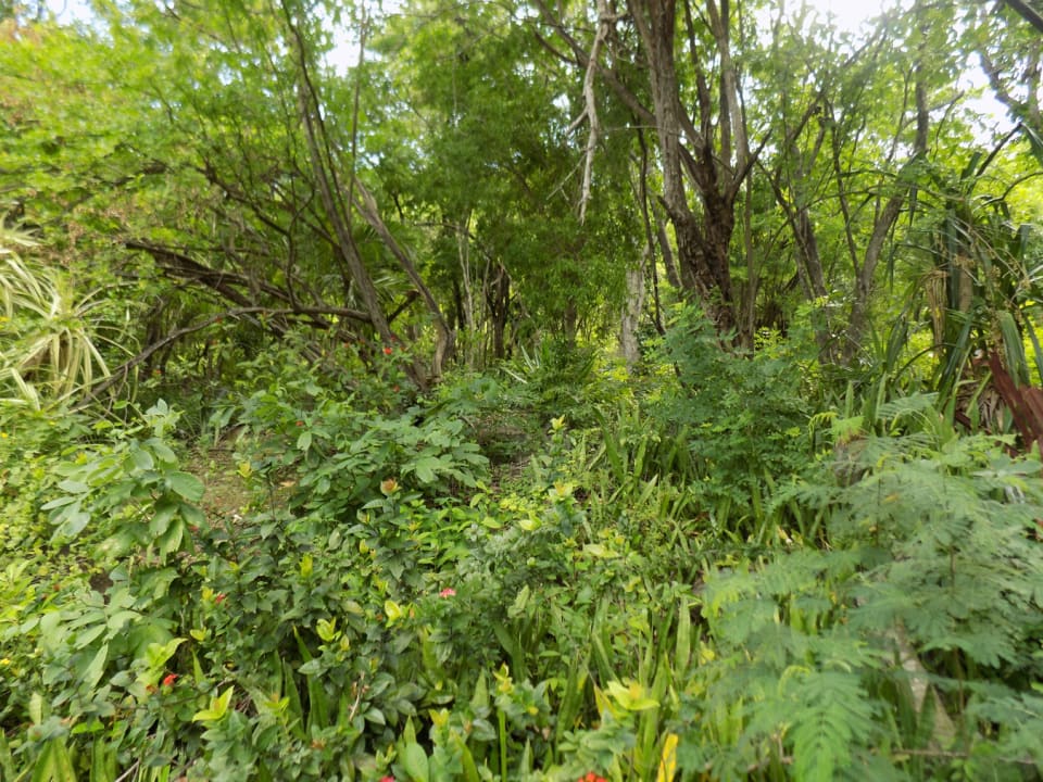 North-facing Land with Lush Foliage