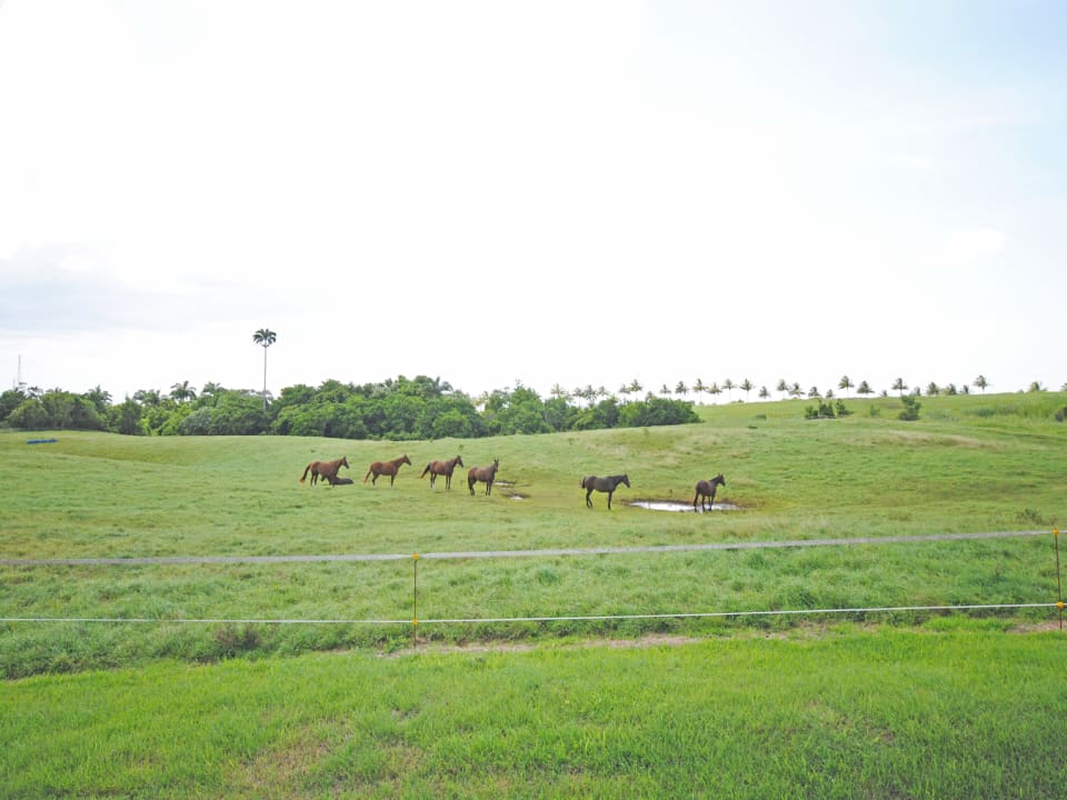 Horses in one of the paddocks