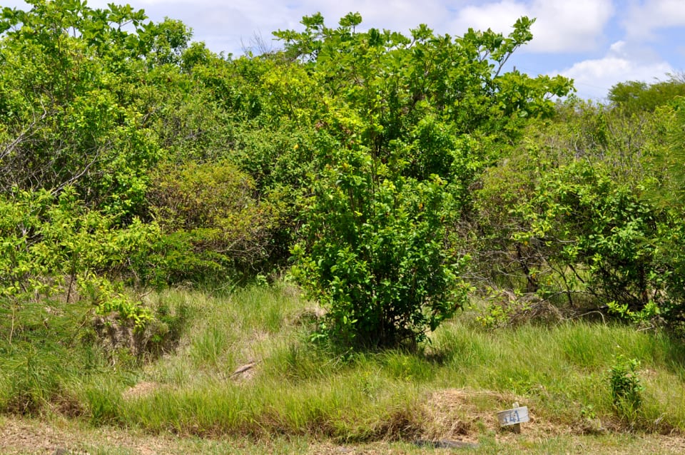 Egmont Flat Lot • Land • Grenada Real Estate & Property For Sale and