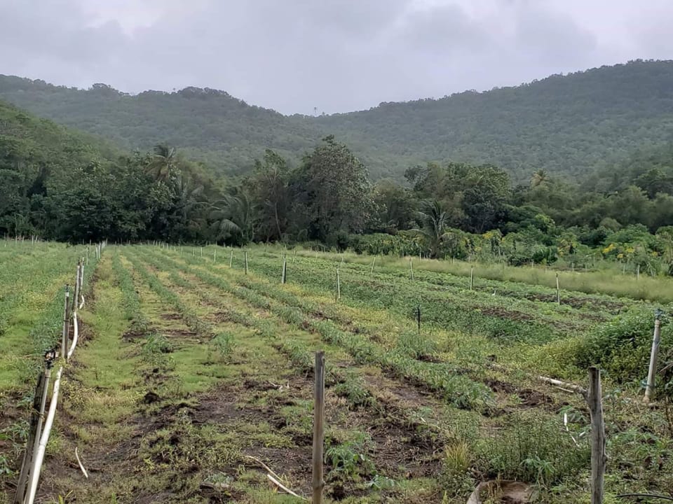 Marquis Estate, Agricultural Land • Land • St. Lucia Real Estate