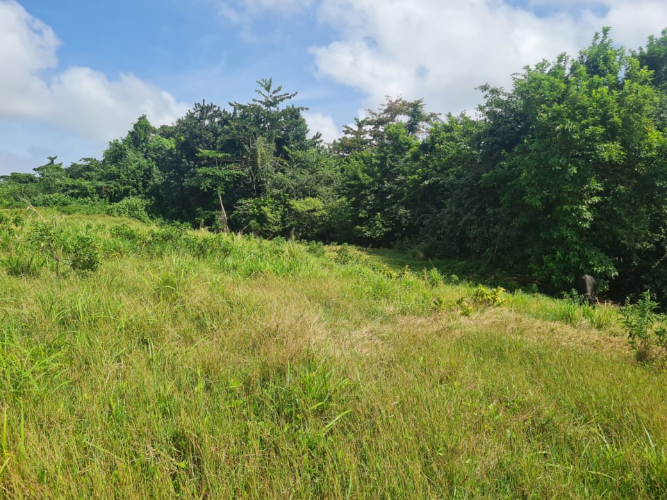 View of lot looking East towards Gully