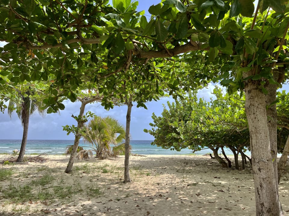 Shady beach bordering Palm Beach