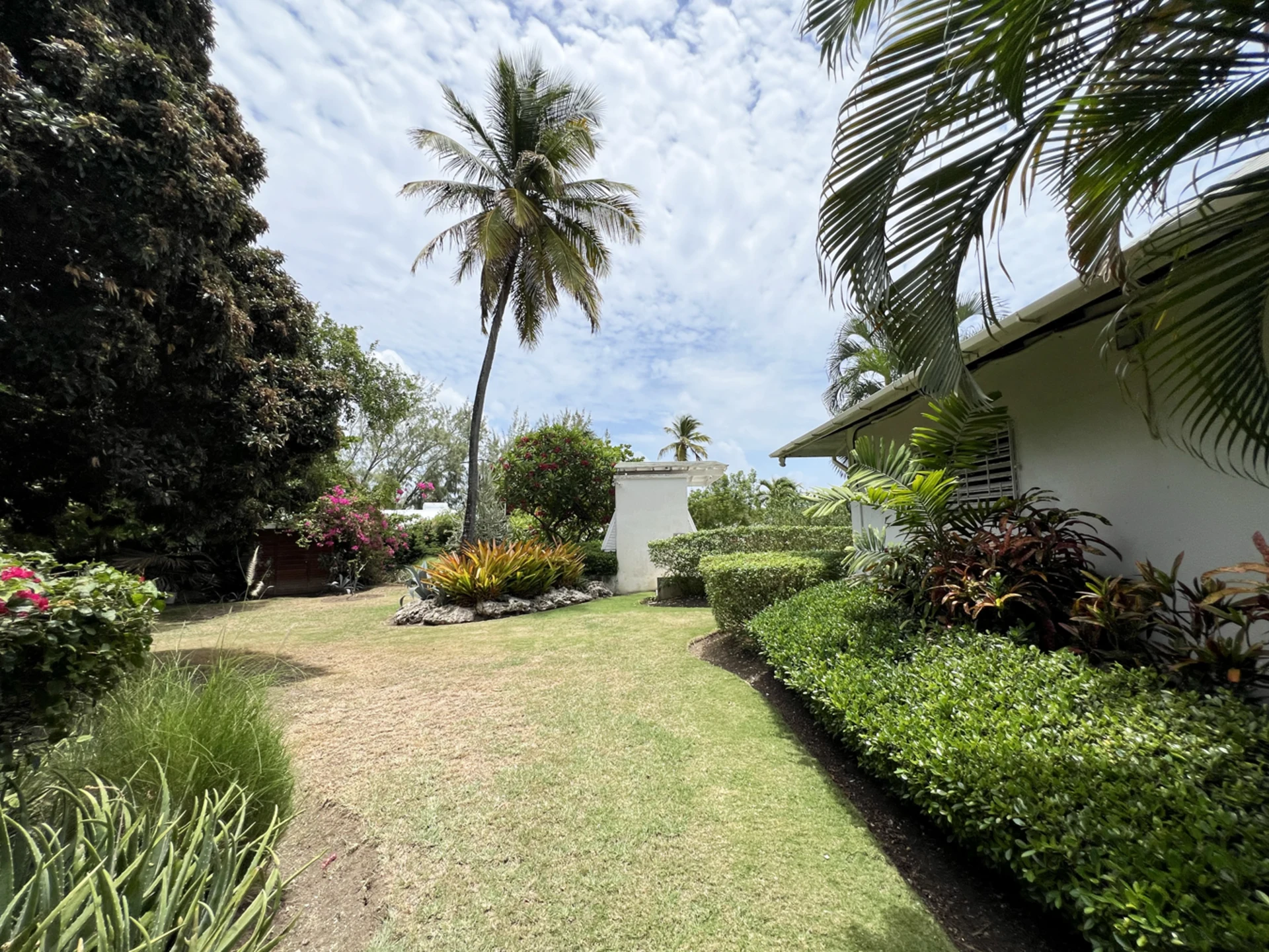 Lush, tropical garden