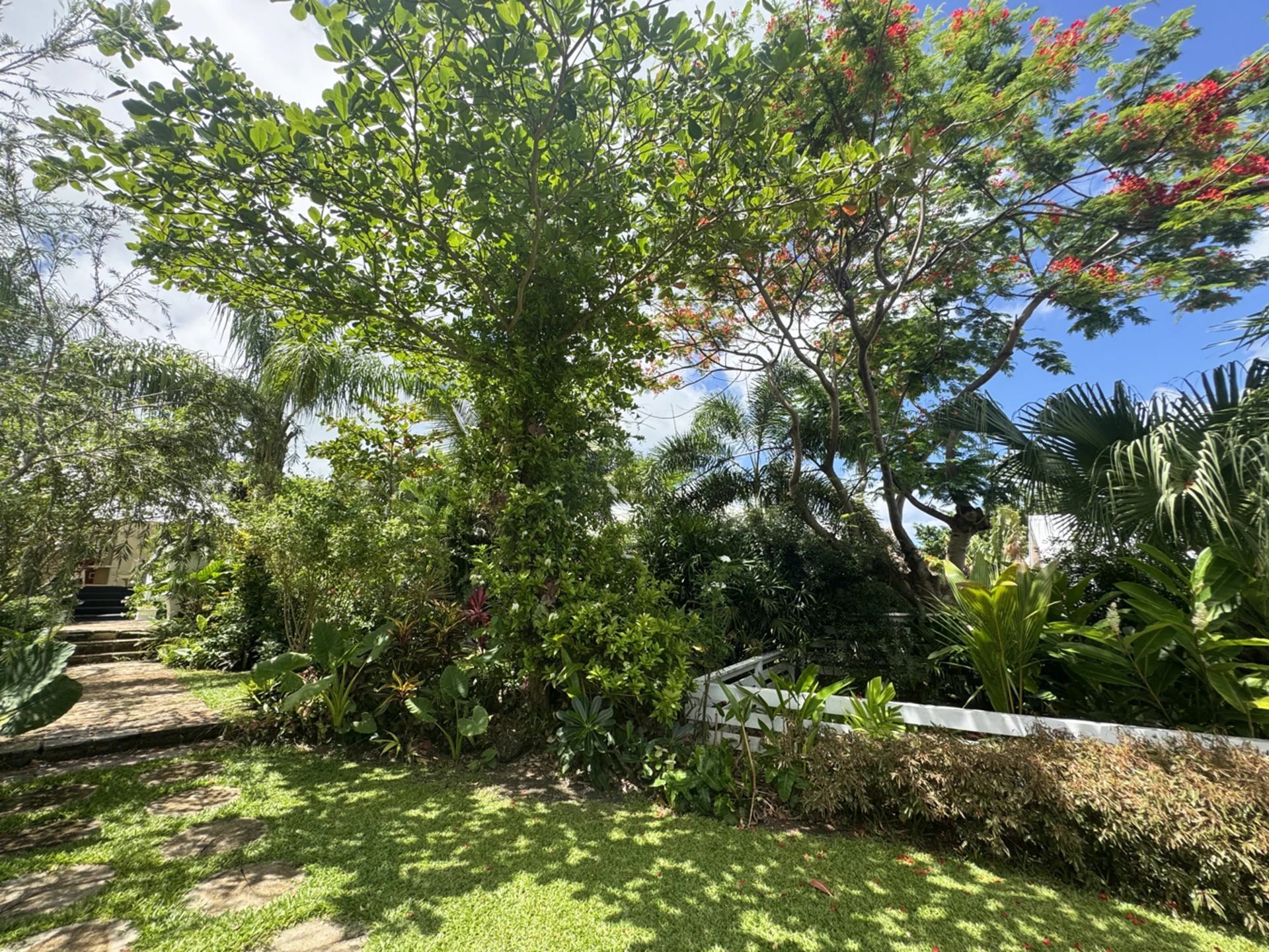 Mature trees and shrubs