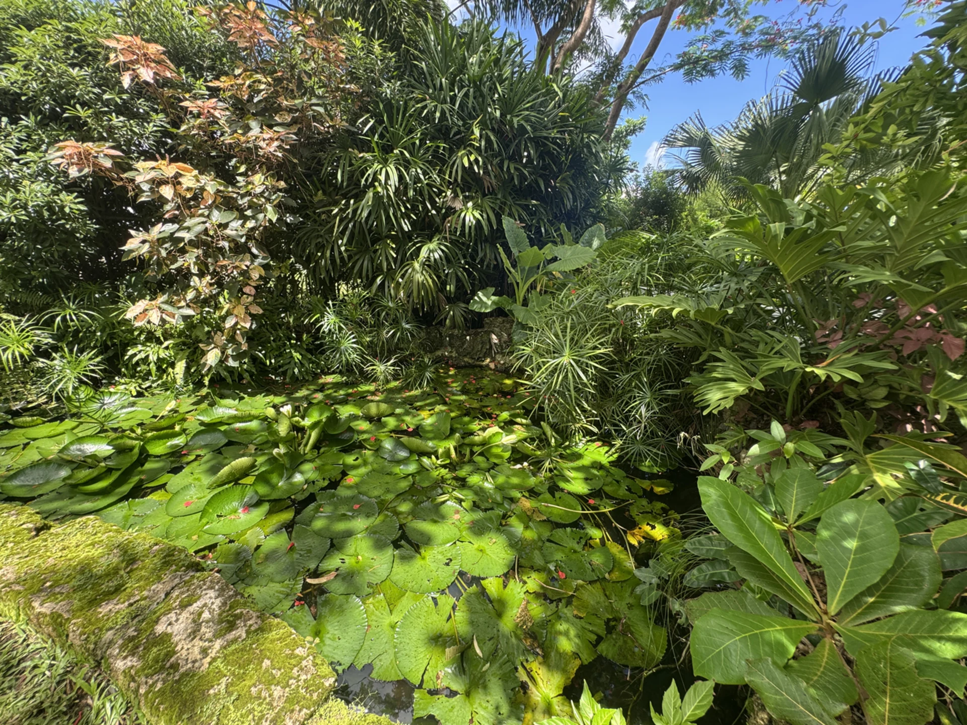Fish and lily pond