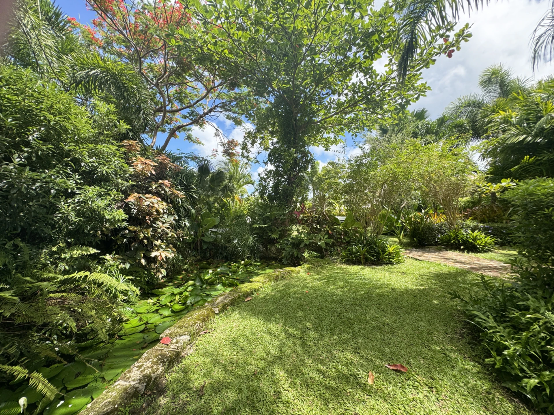 Fish and lily pond