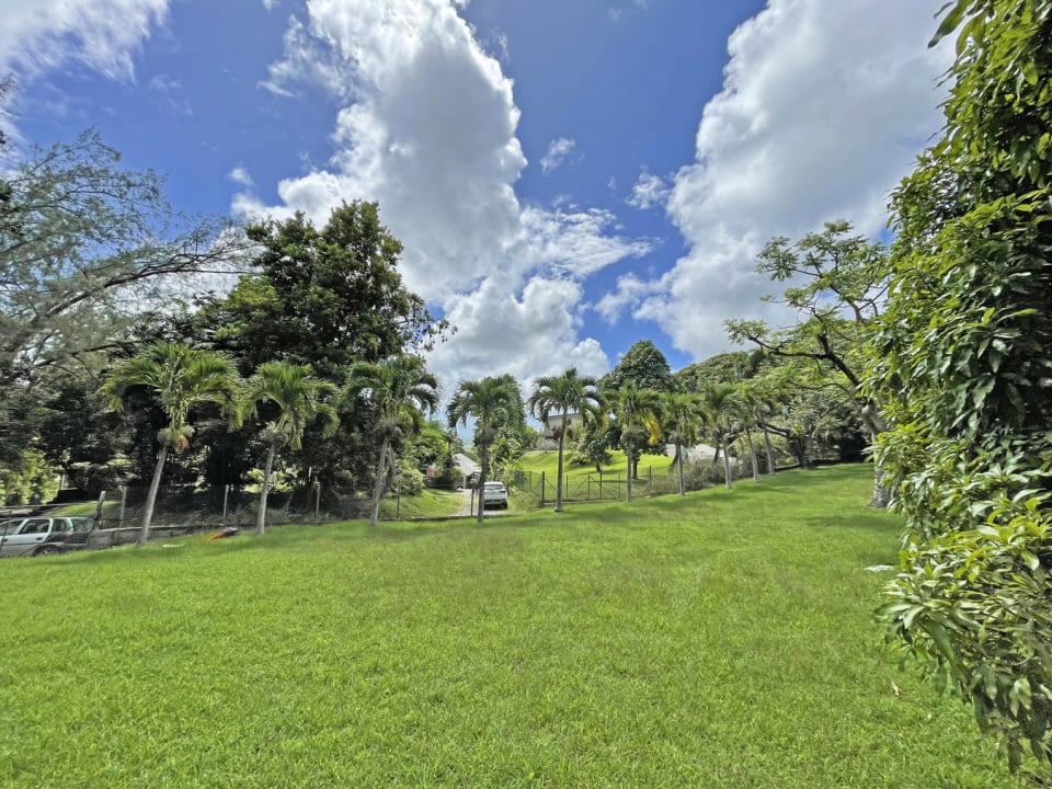 View of Lot C showing Christmas Palms along boundary