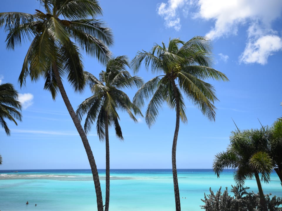 Palm trees framing your view