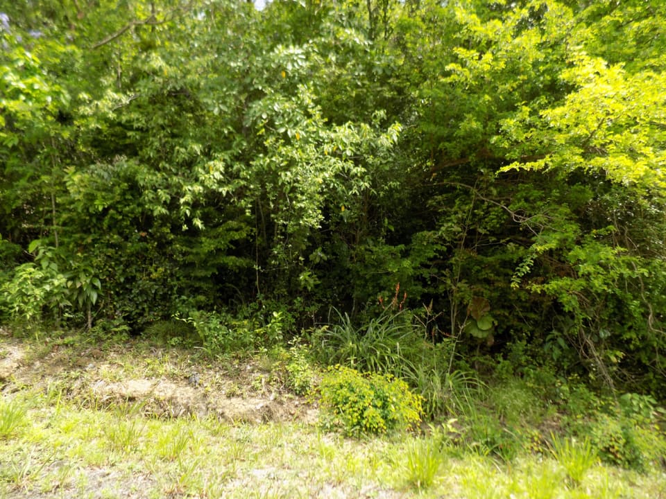 Light Foliage on Land