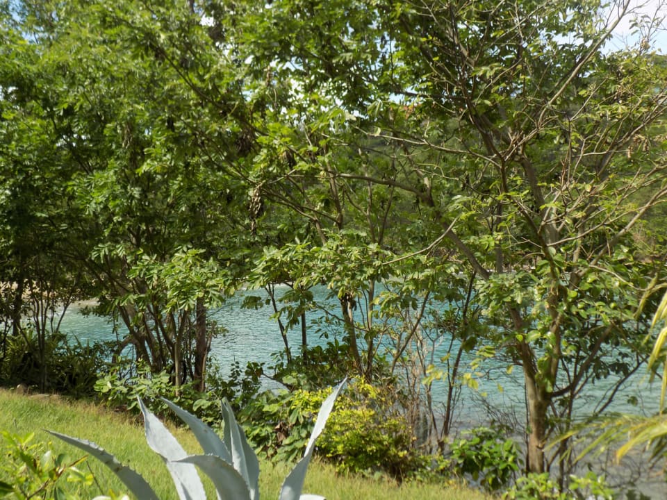 Waterfront through the Trees