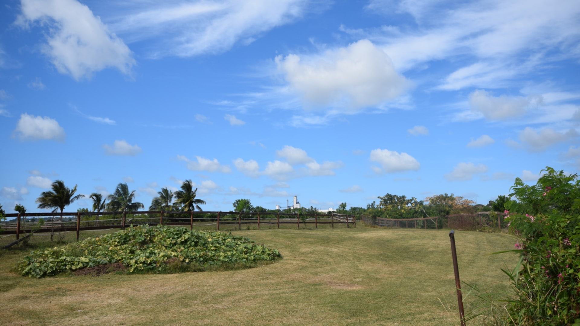 Horse Farm • Land • Barbados Real Estate & Property For Sale and For Rent Terra Caribbean Barbados