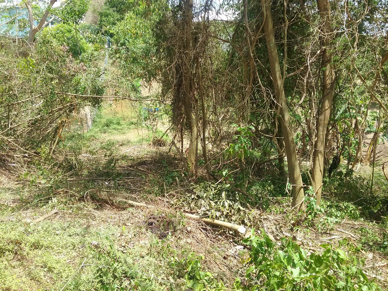 Cafe Lot • Land • Grenada Real Estate & Property For Sale and For Rent