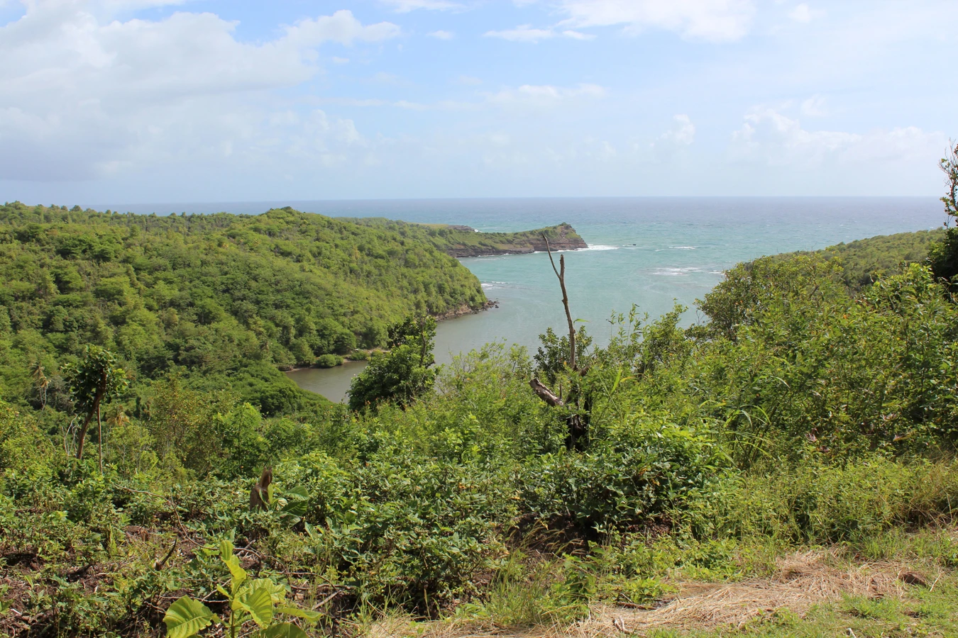 Belle Isle Lot No 54 • Land • Grenada Real Estate & Property For Sale