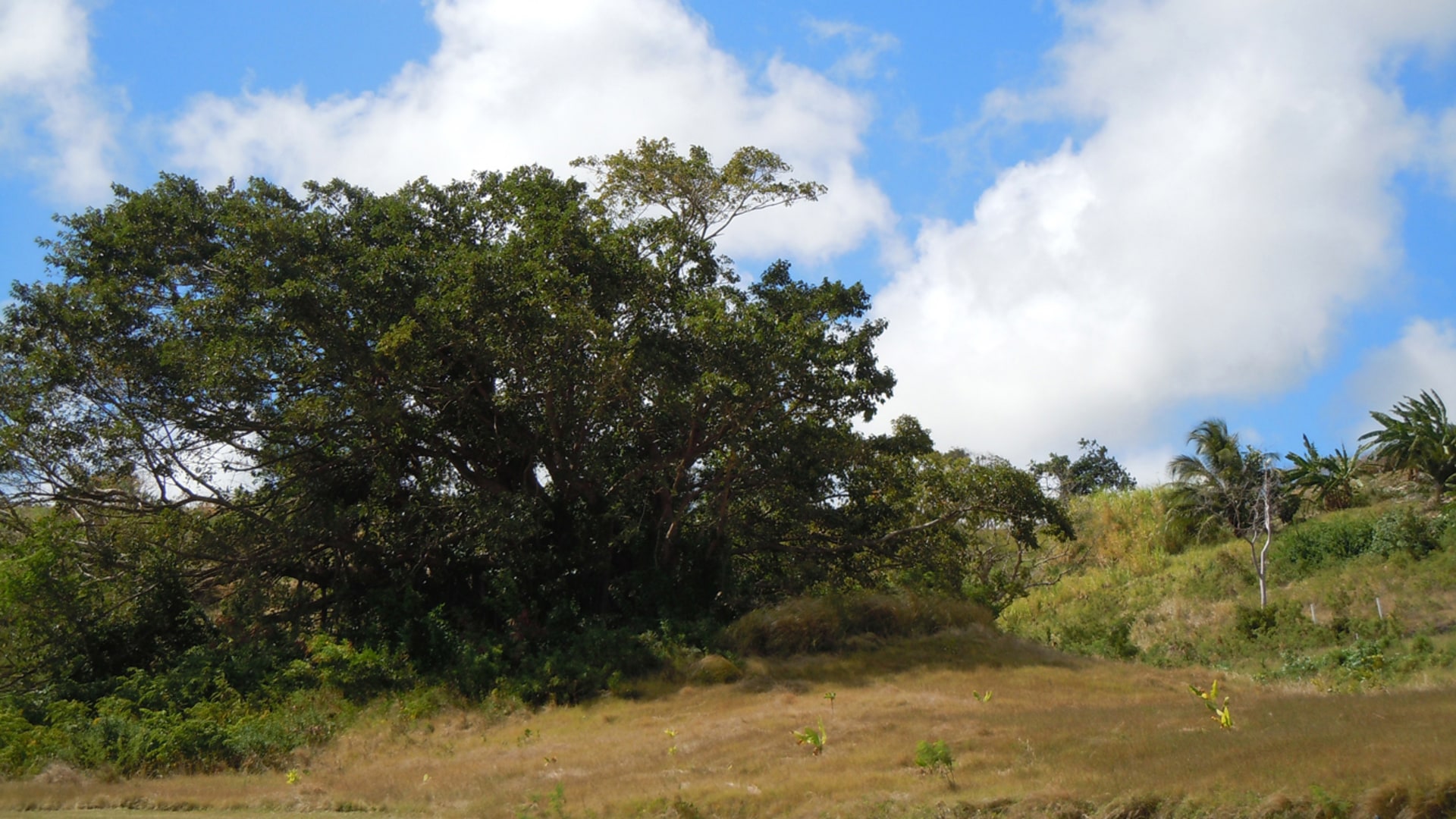 Rolling Hills No 62 • Land • Barbados Real Estate & Property For Sale