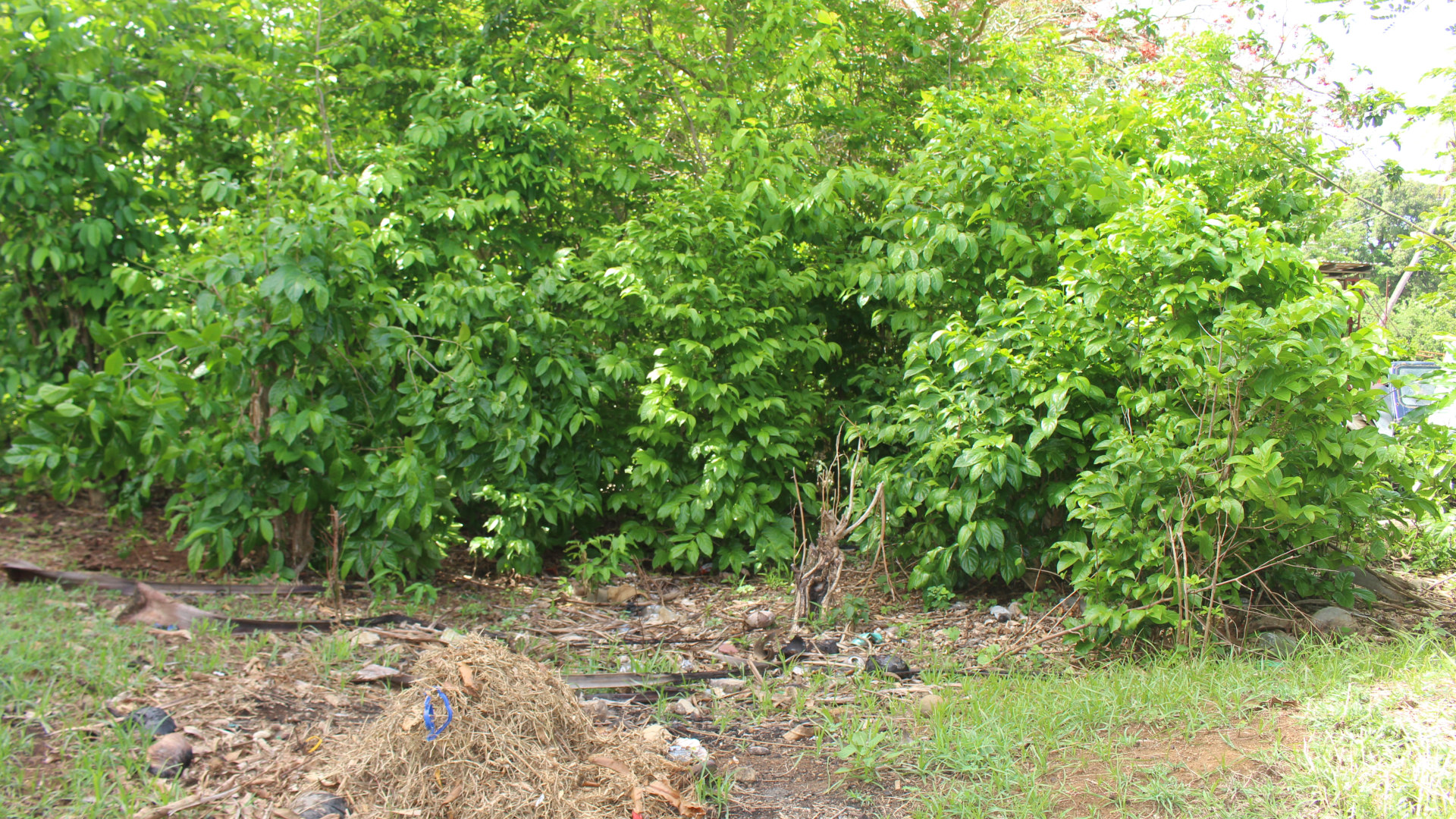 Pearls Lot • Land • Grenada Real Estate & Property For Sale and For