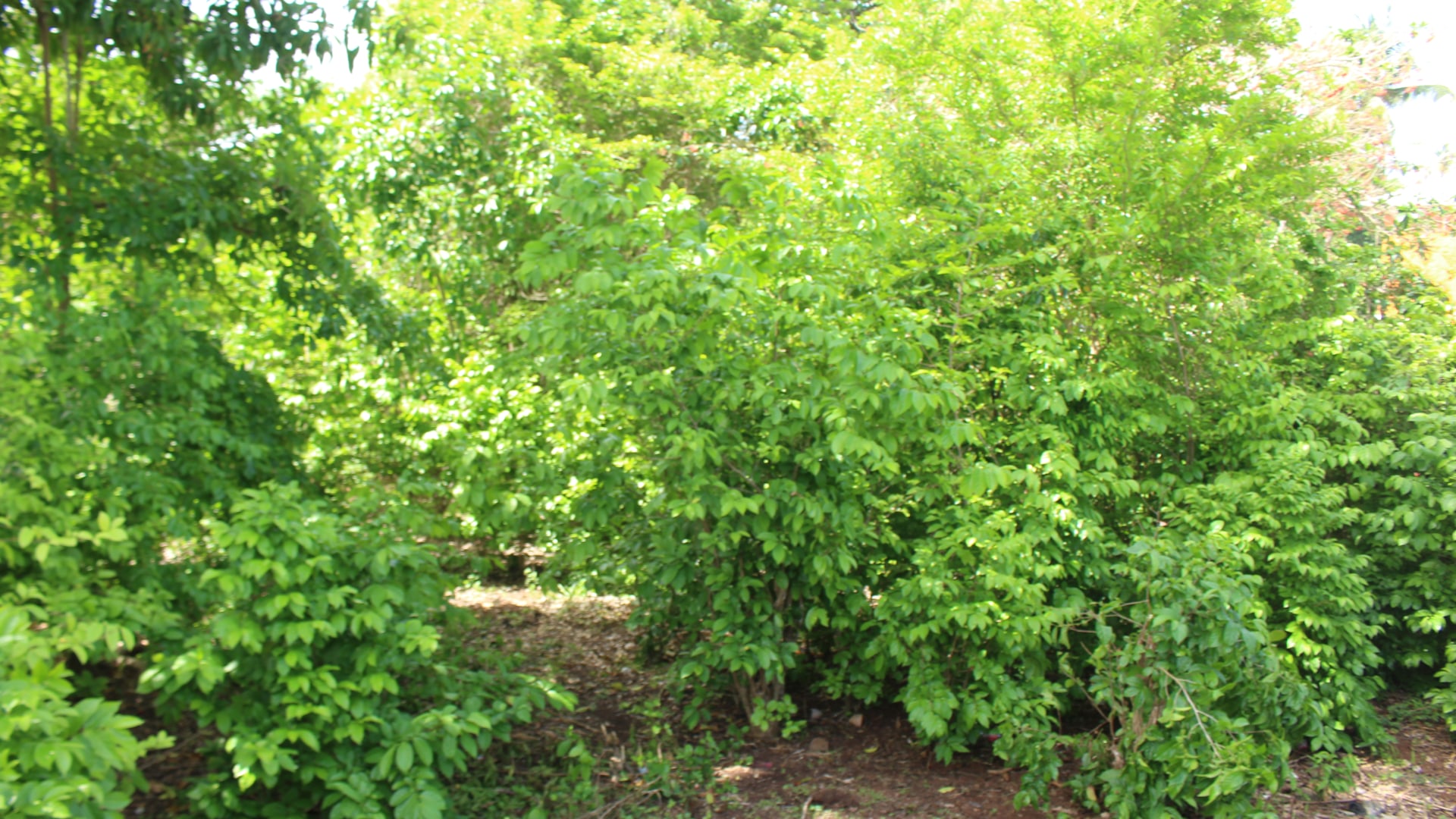 Pearls Lot • Land • Grenada Real Estate & Property For Sale and For