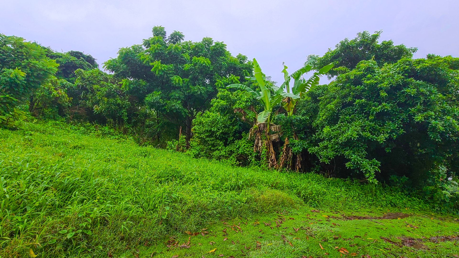 Fendue Forest • Land • Grenada Real Estate & Property For Sale and For