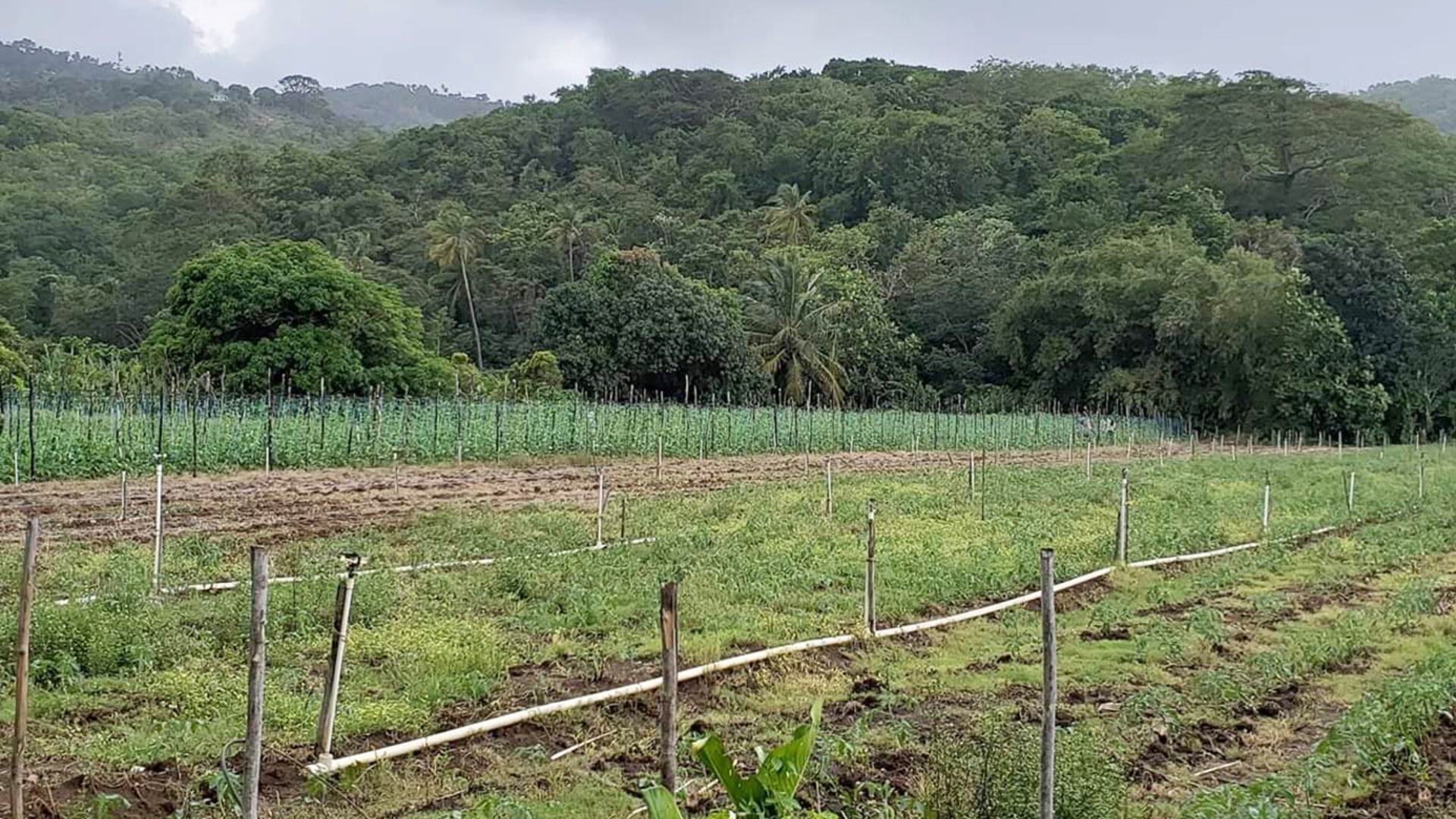 Marquis Estate, Agricultural Land • Land • St. Lucia Real Estate & Property For Sale and For