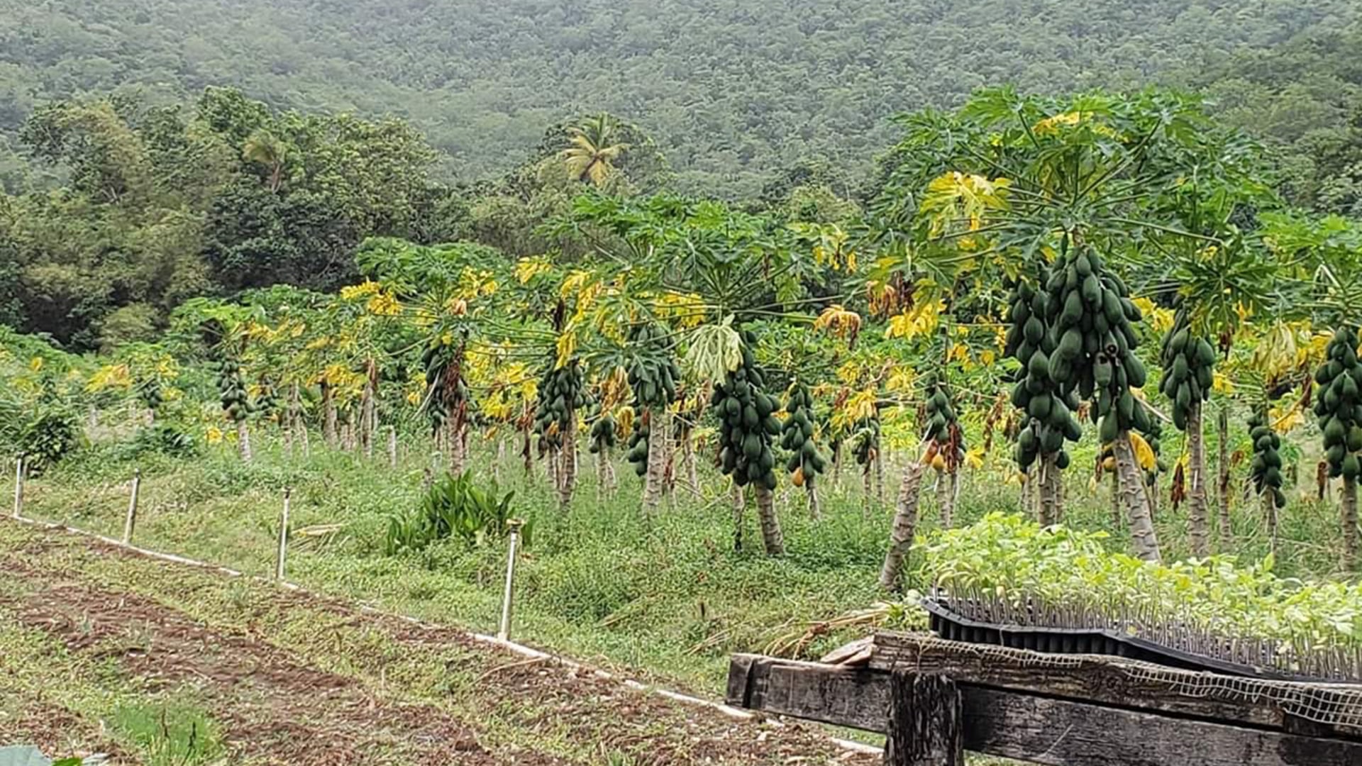 Marquis Estate, Agricultural Land • Land • St. Lucia Real Estate & Property For Sale and For