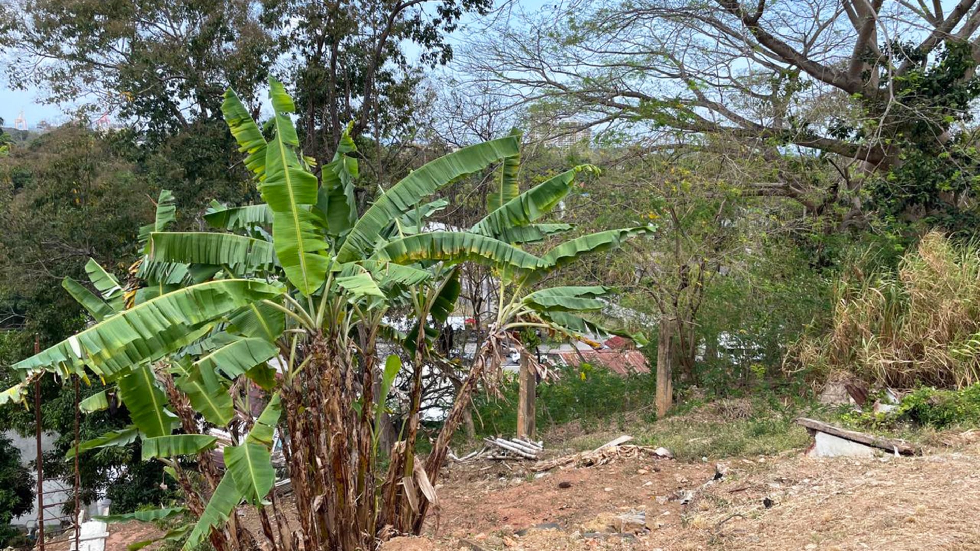 Cotton Hill • Land • Trinidad Real Estate & Property For Sale and For Rent Terra Caribbean