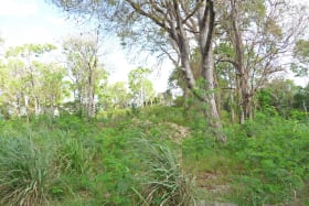 Mature Trees on the Lot