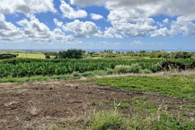 View over Banana Trees out to the Caribbean Sea