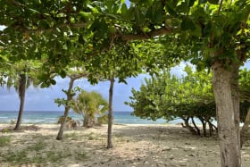 Shady beach bordering Palm Beach