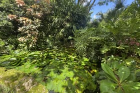 Fish and lily pond
