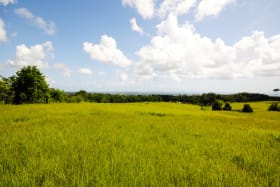 Lands of Lion Castle Plantation