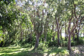 Mahogany Woods