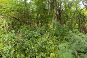 North-facing Land with Lush Foliage