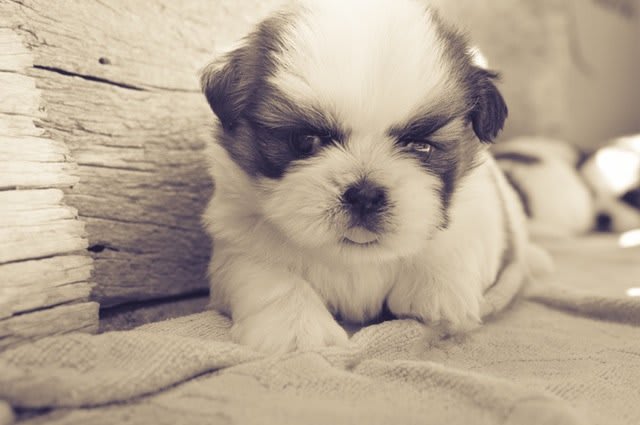 teddy bear puppies