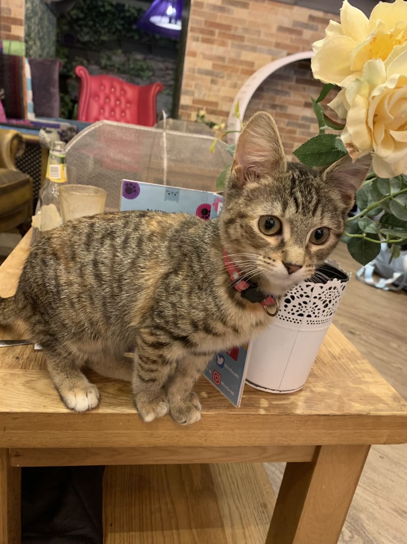 Kitty Café Leeds in Leeds Restaurant Reviews, Menus, and Prices TheFork