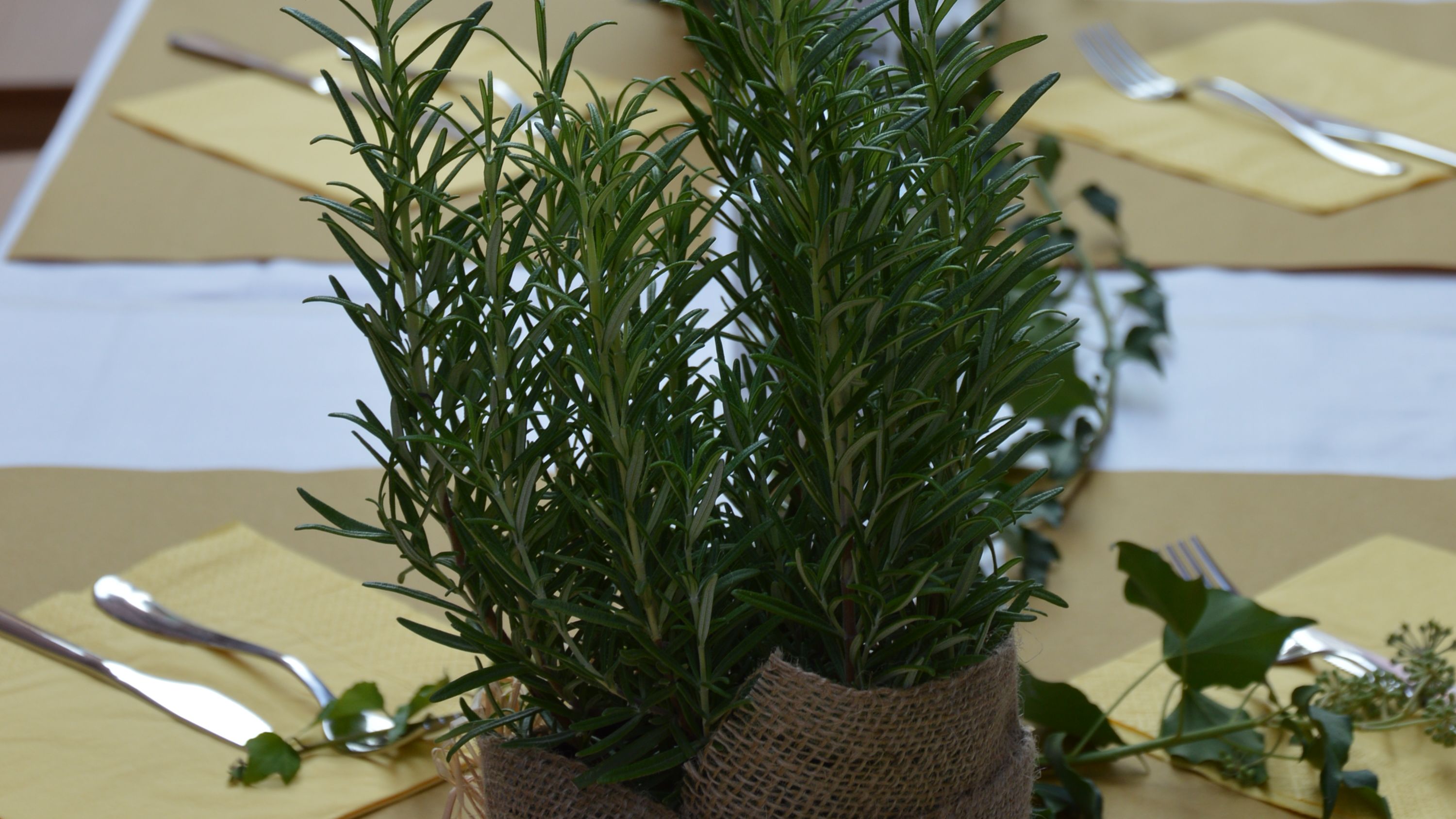 timo e rosmarino