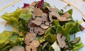 Petite Salade à la truffe fraiche   (uncinatum) - Le Jeu de l'Arc, Genève