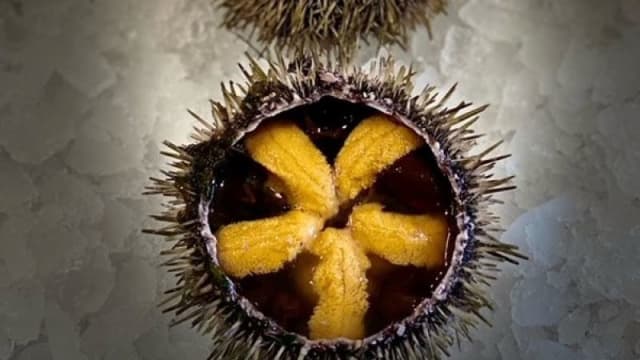 Sea Urchin (in season) - La Mascotte, Paris