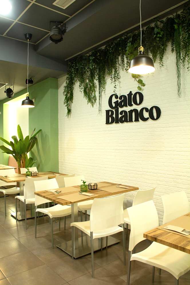 Gato Blanco - 1