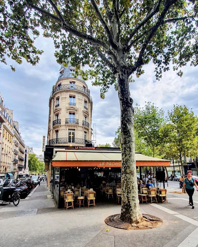 Le pachyderme - 2