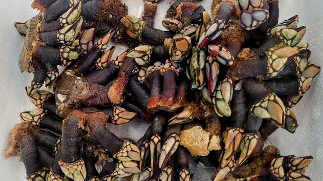 Albari Gastrobar - 1