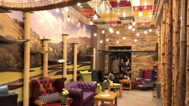 Kitty Café Leeds - 1