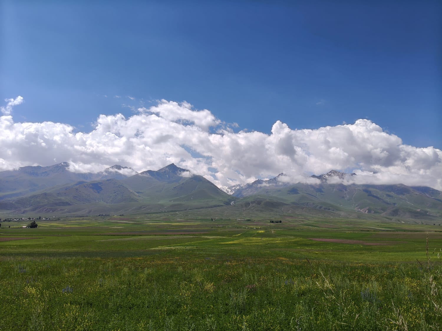 Луга и снежные вершины