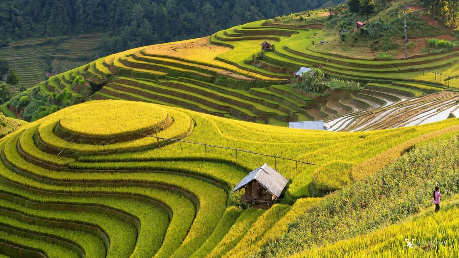 Ruộng bậc thang Hà Giang mùa lúa chín vàng óng, người dân bên nếp nhà