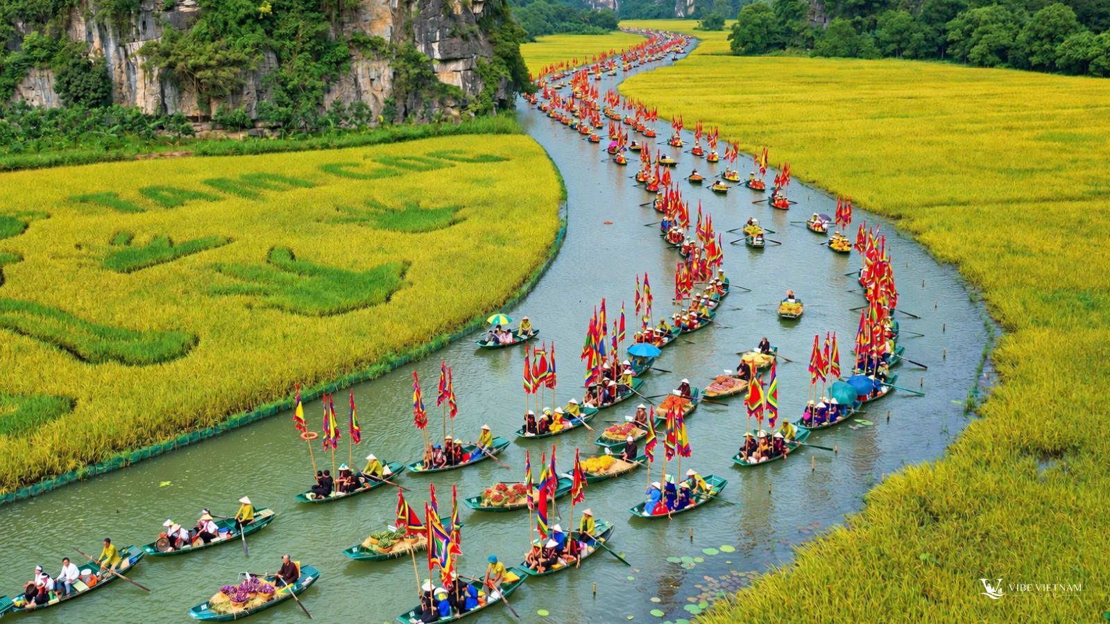 Thuyền nan chở du khách nối đuôi trên sông giữa đồng lúa chín Tam Cốc