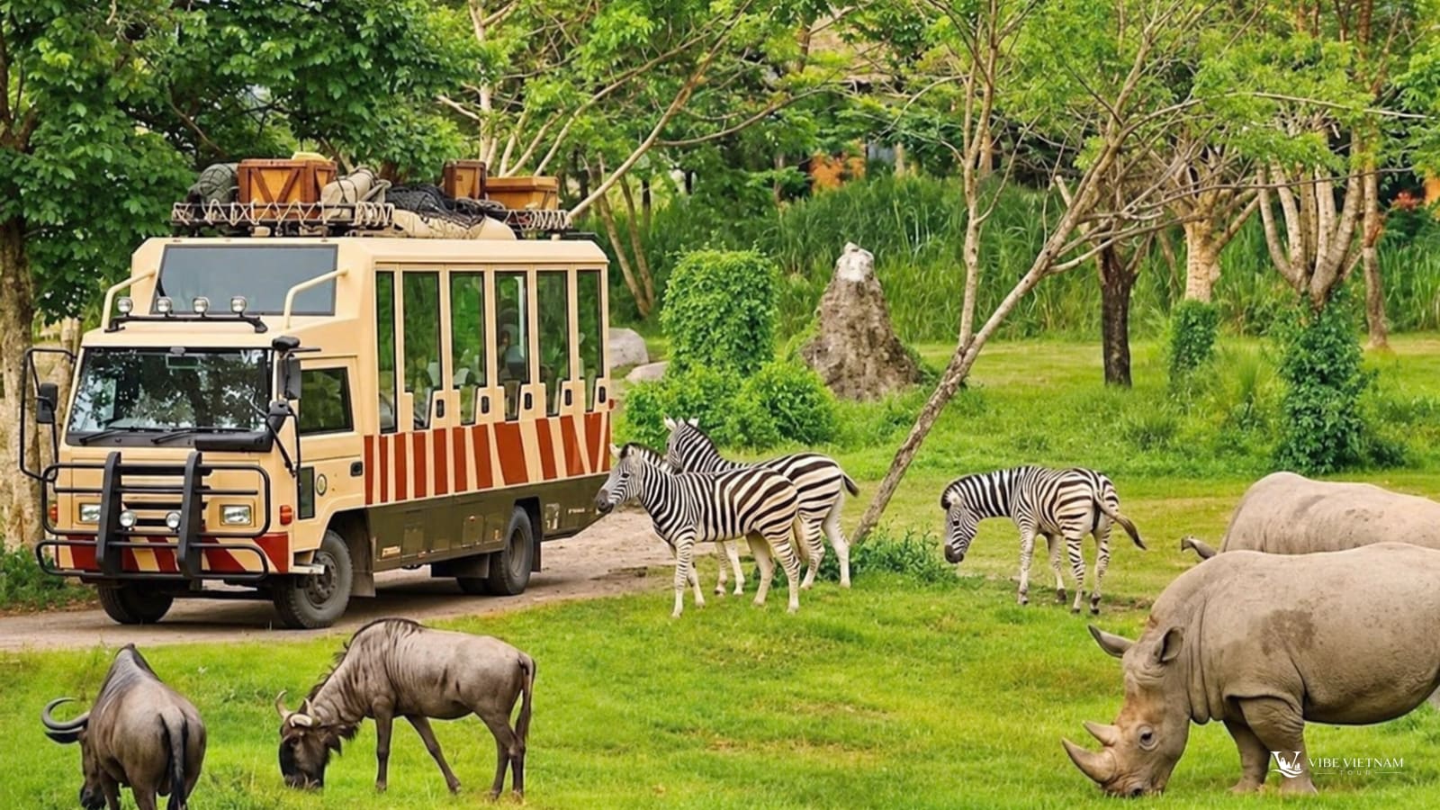 Xe safari và đàn ngựa vằn, tê giác trên đồng cỏ xanh Phú Quốc