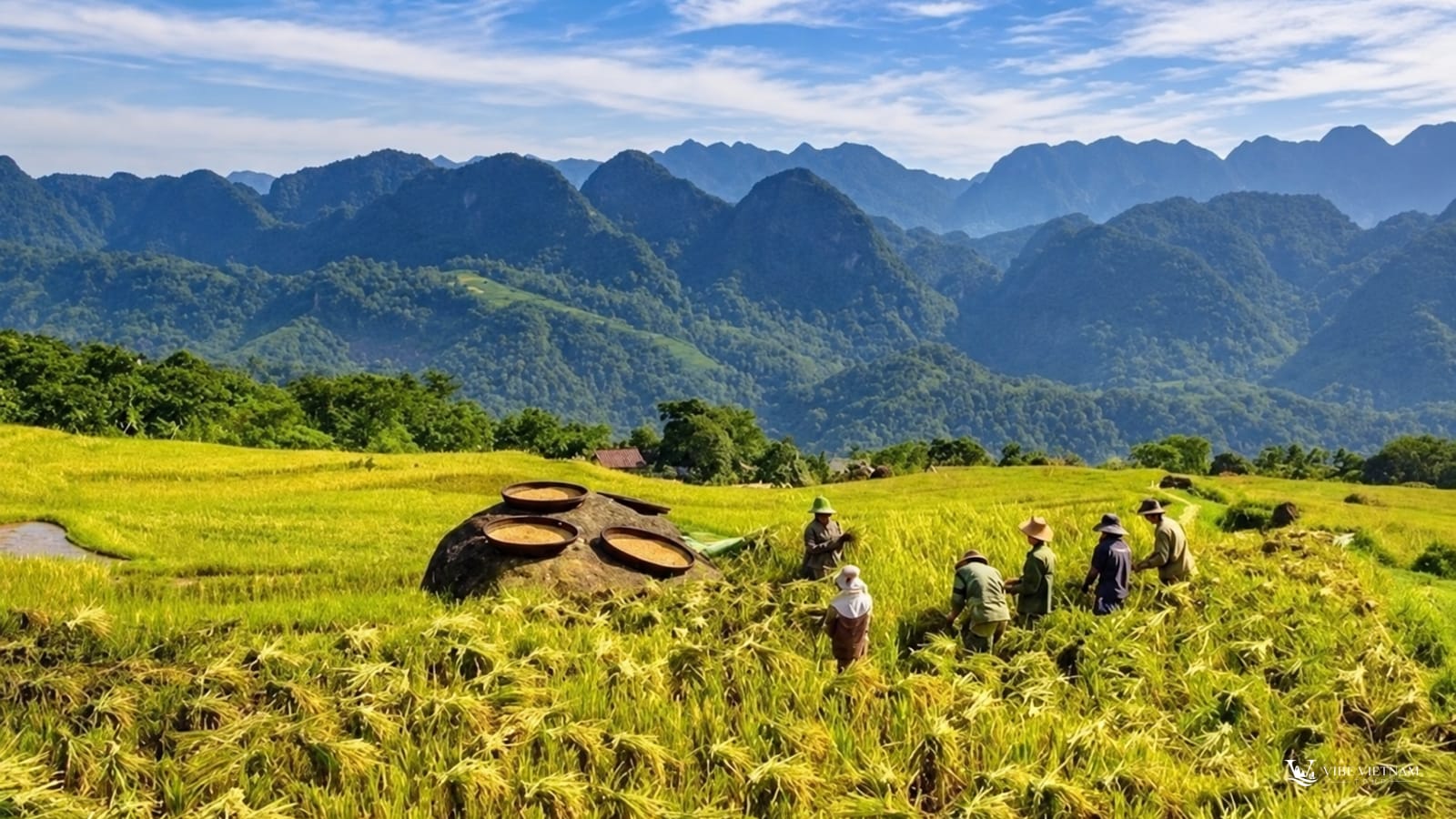 Cánh đồng lúa chín vàng ở thung lũng Mai Châu, nông dân gặt lúa