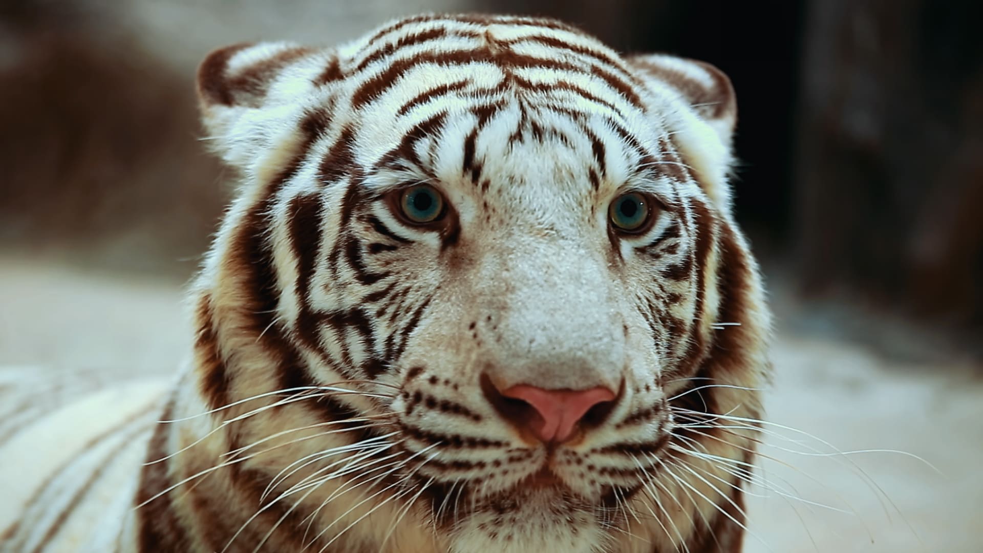 Animal Fanpedia