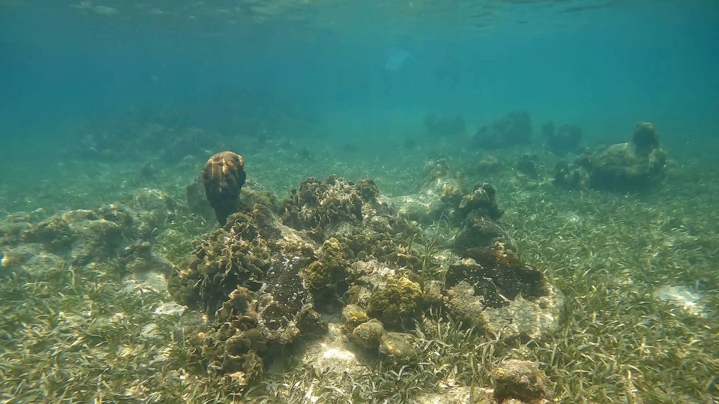 Coraux du Système récifal mésoaméricain près de l'île de Roatán, Honduras