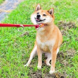 muchshibe